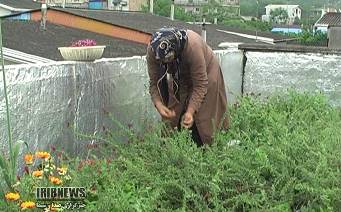 کشت گیاهان دارویی بر پشت بام خانه