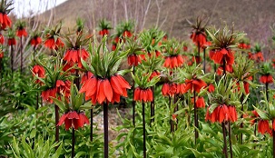 جاذبه طبیعی جاذبه طبیعی