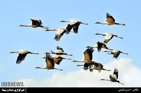 سرگردانی درنا&zwnj;ها در تالاب خشکیده بختگان