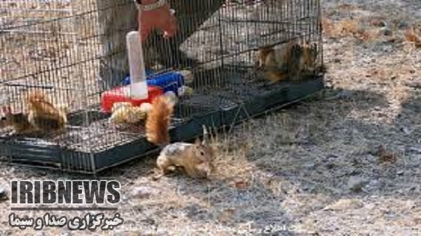 رها سازی سنجابک ها در دل طبیعت رها سازی سنجابک ها در دل طبیعت