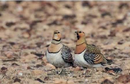 صدور حکم ساخت مستند برای شکارچی متخلف در جغتای