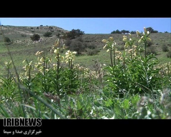 اعلام برگزیدگان جشنواره عکس لاله های واژگون