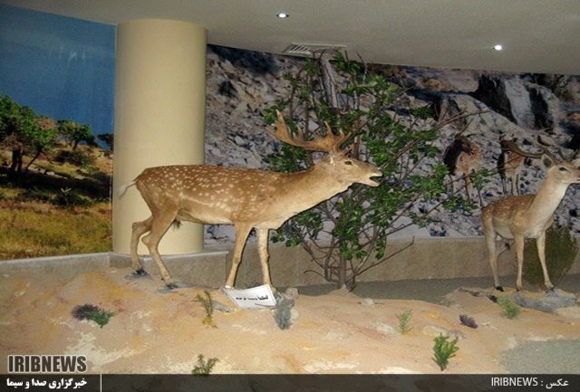 بازدید از موزه تاریخ طبیعی استان اردبیل رایگان است