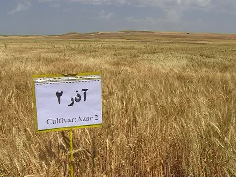 اجرای یافته های تحقیقات دیم در 9 هزار هکتار اراضی کشاورزی کشور