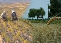 اصلاح و معرفی ارقام جدید و توسعه پایدار در بخش زراعت دیم