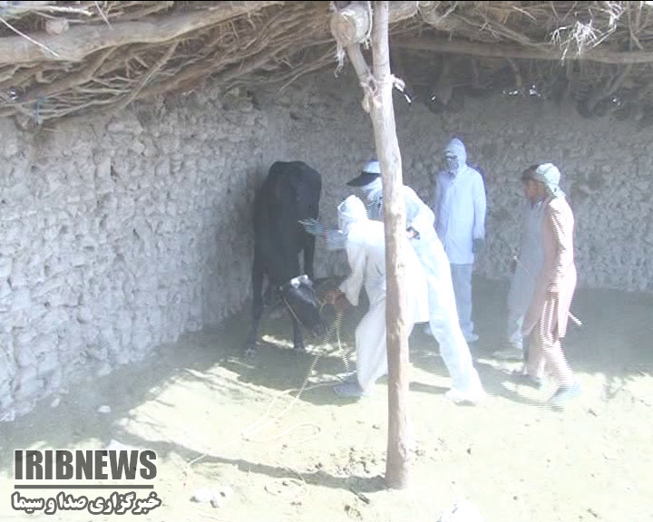 واکسیناسیون دامهای دامداران تالاب هامون  + فیلم