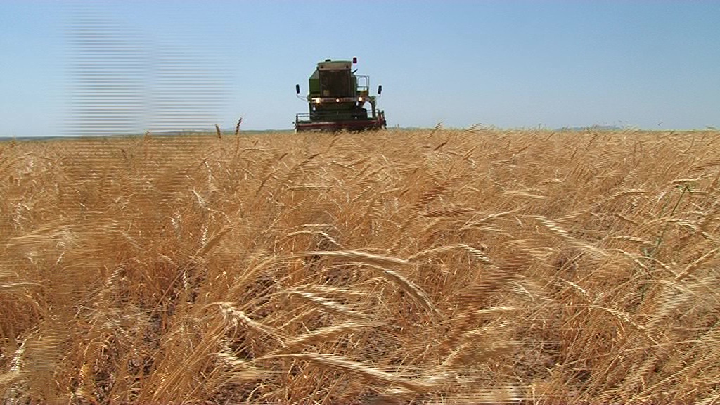 پیش بینی تولید 12 میلیون و 600 هزار تن گندم در کشور