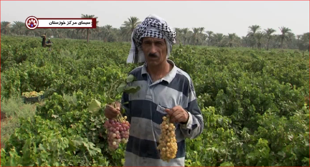 برداشت انگور از سطح تاکستانهای استان خوزستان+ گزارش
