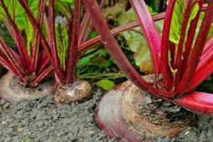 آغاز برداشت  چغندر قند از مزارع استان اصفهان