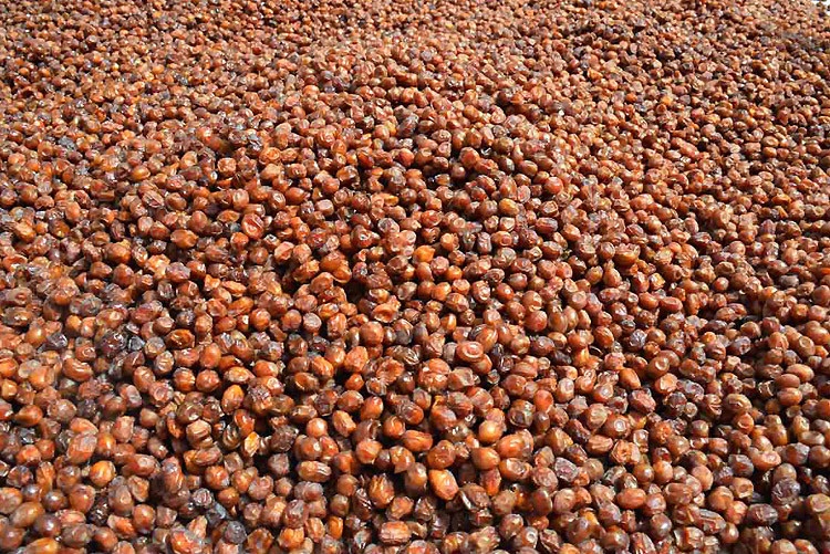 جمع‌آوری بیش از  ۴۷0 میلیون ریال زکات در شهرستان دشتی