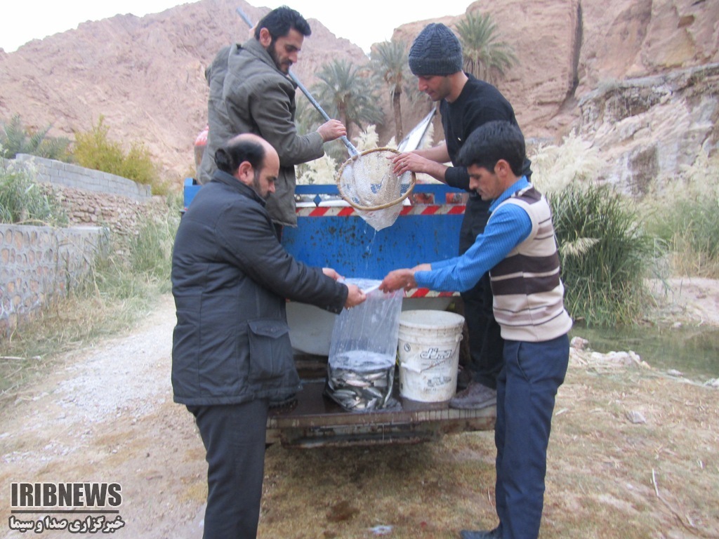 ثبت نام تحویل بچه ماهی گرمابی در خراسان جنوبی