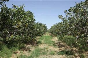 بهره برداری از سامانه ۱۰۷ هکتاری سیستم آبیاری تحت فشار باغات پسته تربت حیدریه