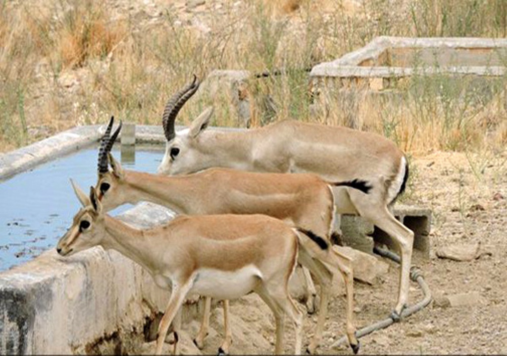 دستگیری دوشکارچی غیر مجاز در  پناهگاه حیات وحش موته