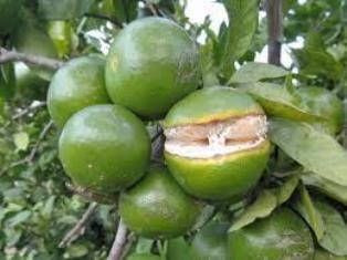 تيرماه ، زمان آغاز تركيدگي مركبات تيرماه ، زمان آغاز تركيدگي مركبات