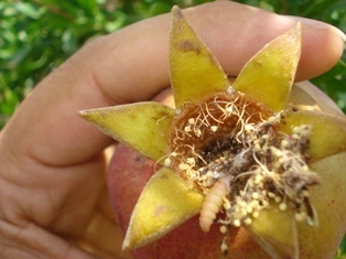 مبارزه بیولوژیکی با کرم گلوگاه انار