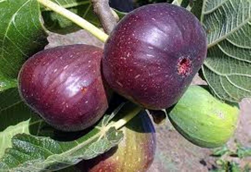 برداشت انجیر در شهرستان قزوین