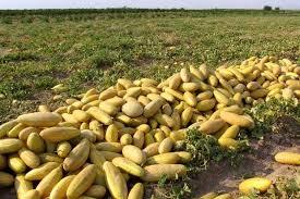 برداشت بیش از 2هزار تن هندوانه و خربزه در گناباد