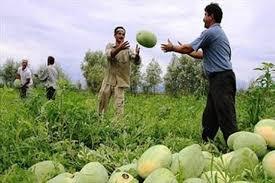 برداشت بیش از 2هزار تن هندوانه و خربزه در گناباد