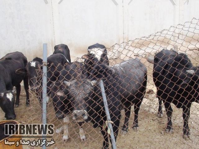 ناکامی سارقان در روستای قویطل بخش خلیفان مهاباد