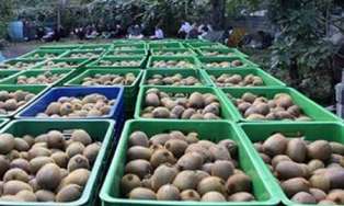 صادرات 126 هزار تن محصولات کشاورزی از مازندران