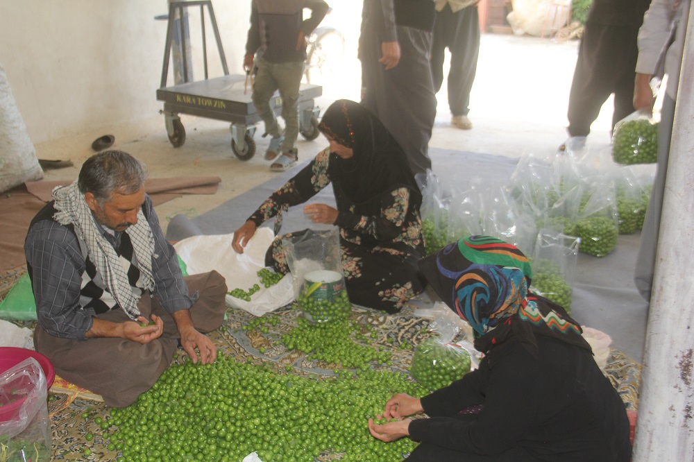آغاز برداشت گوجه سبز از باغات سرپلذهاب آغاز برداشت گوجه سبز از باغات سرپلذهاب
