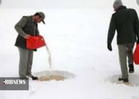 عملیات دانه پاشی برای پرندگان در زیستگاههای استان ایلام عملیات دانه پاشی برای پرندگان در زیستگاههای استان ایلام