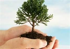 توزیع نهال رایگان در هفته درختکاری