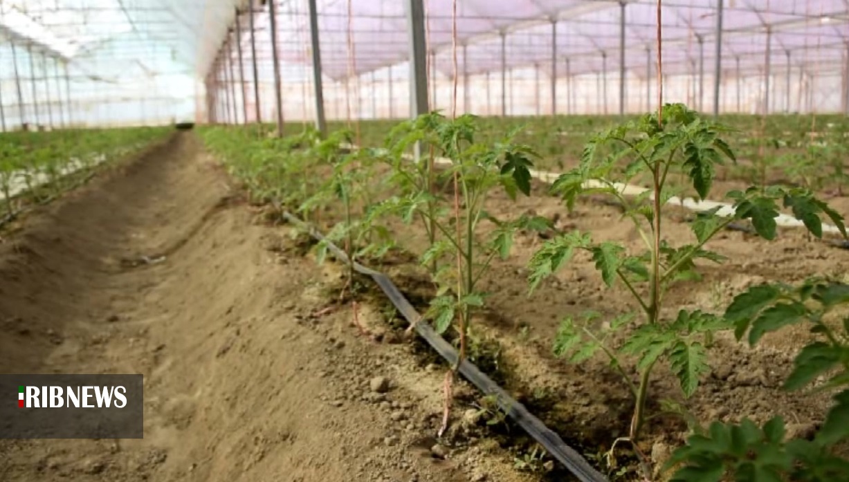 توسعه کشت گلخانه‌ای در قروه