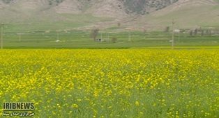 آمادگی برای مبارزه با آفت ملخ صحرایی و بیماریهای گندم و کلزا آمادگی برای مبارزه با آفت ملخ صحرایی و بیماریهای گندم و کلزا