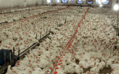 تکذیب ادعای شیوع بیماری واگیردار در مرغداریها تکذیب ادعای شیوع بیماری واگیردار در مرغداریها