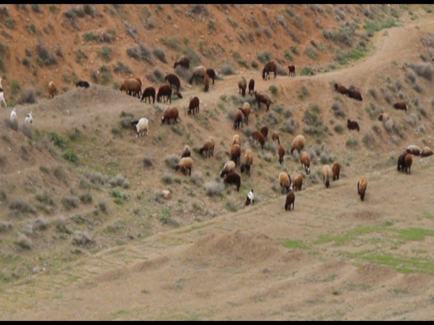 آغاز چرای دام در مراتع چادگان آغاز چرای دام در مراتع چادگان