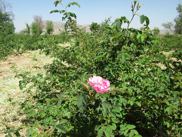 کاشت گل محمدی در شهرستان پاسارگاد