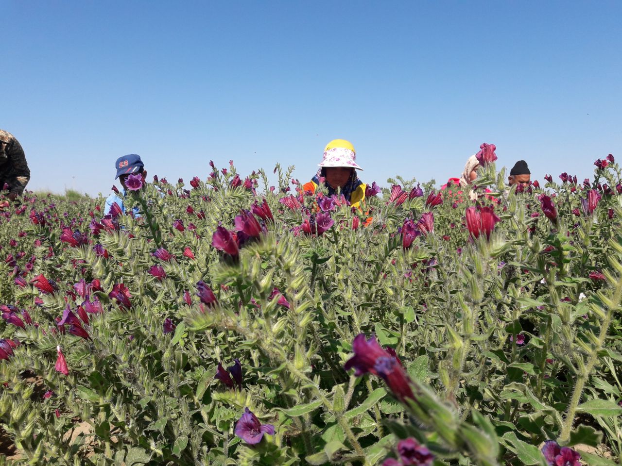 برداشت محصول  گل گاوزبان در شهرستان خوشاب