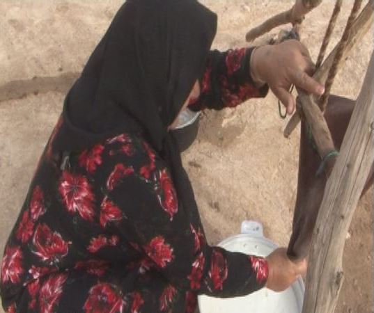 با یک گُل هم بهار می شود