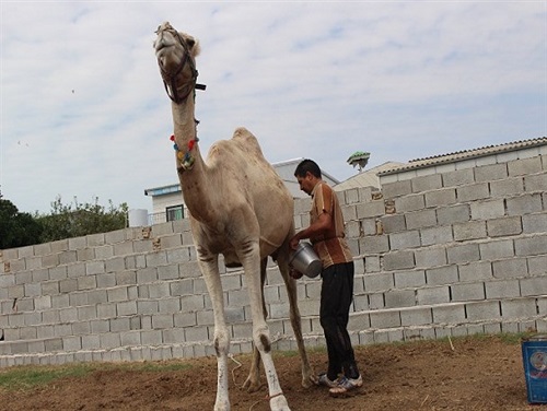 درآمد 18 میلیارد تومانی شیر شتر برای بهره برداران