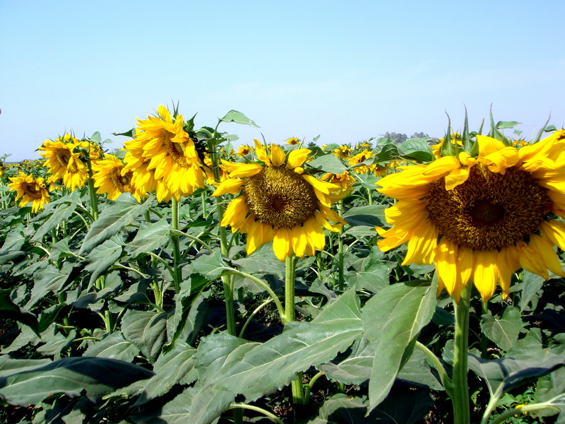آغاز خرید دانه آفتابگردان از کشاورزان خوزستانی