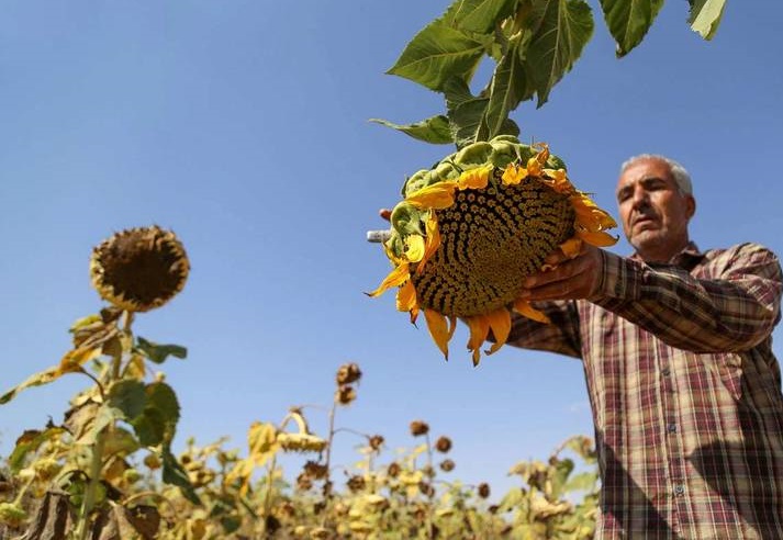 آغاز برداشت آفتابگردان در کالپوش آغاز برداشت آفتابگردان در کالپوش