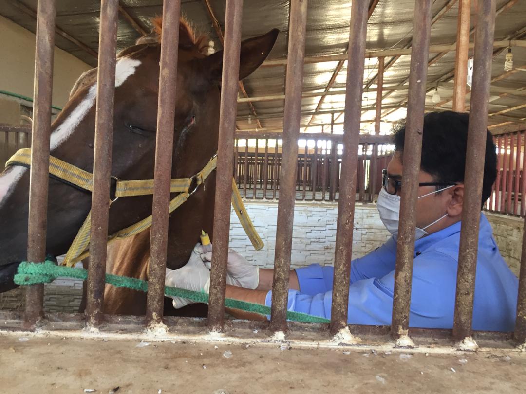 پایش بیماری مشمشه اسب&zwnj;ها در نی ریز