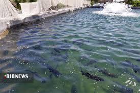 گزارش مکتوب...آبزی پروری ظرفیتی بزرگ و سودآوردر کرمان