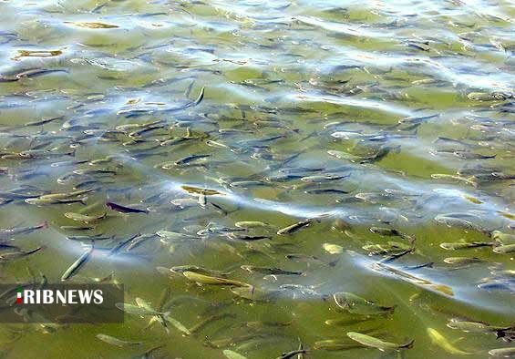 آبزی پروری ظرفیتی بزرگ و سودآوردر کرمان