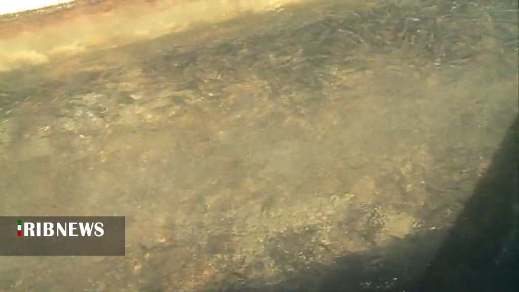 آبزی پروری ظرفیتی بزرگ و سودآوردر کرمان