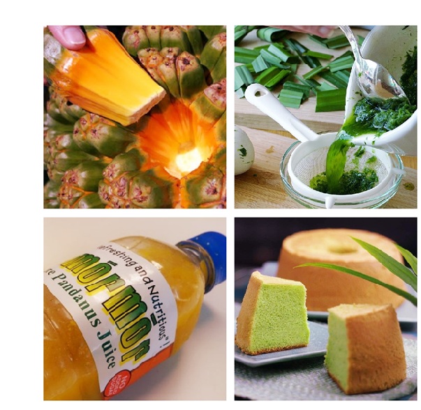 پاندانوس، یکی از گیاهان آپارتمانی مقاوم