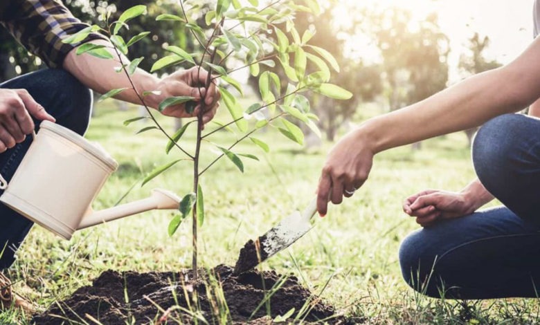 روز درختکاری نمادی برای حفظ طبیعت