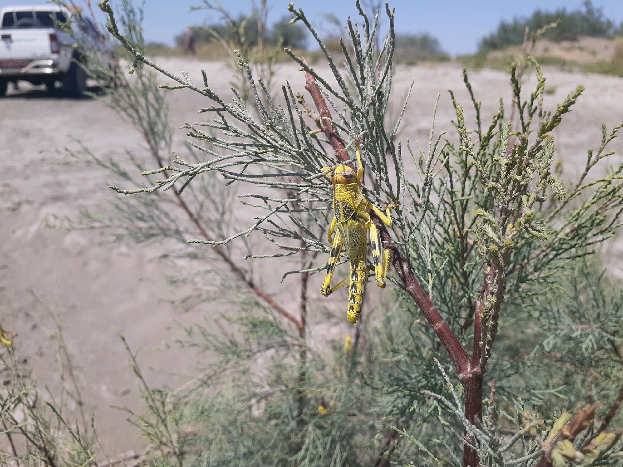 هجوم ملخ های صحرائی به تالاب جازموریان هجوم ملخ های صحرائی به تالاب جازموریان