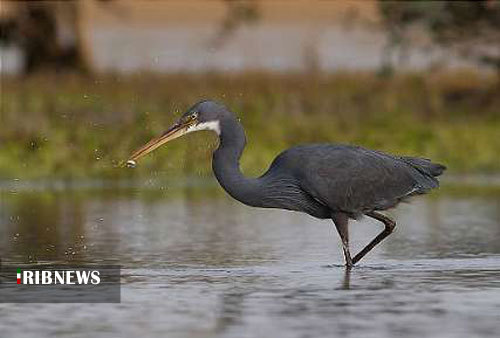 دوران طلایی تالاب های استان همدان
