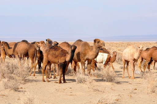 پرداخت ۲۸ میلیارد تومان تسهیلات در قالب طرح هاب شتر