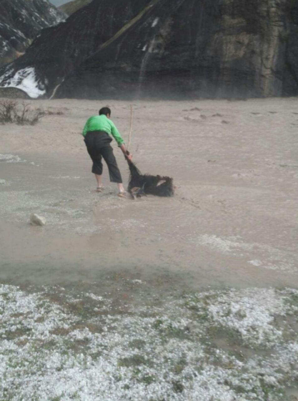 خسارت بارش شدید باران و تگرگ به مزارع و دام&zwnj;ها در ثلاث باباجانی