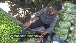 تولید گوجه سبز در مازندران