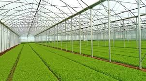 ۱۸ هزار هکتار گلخانه فعال در کشور وجود دارد