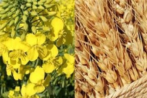 خرید بیش از ۲ میلیون و ۵۶۰ هزار تن گندم تا ۲۰ خرداد خرید بیش از ۲ میلیون و ۵۶۰ هزار تن گندم تا ۲۰ خرداد